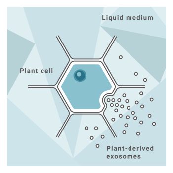 Plant-derived exosomes